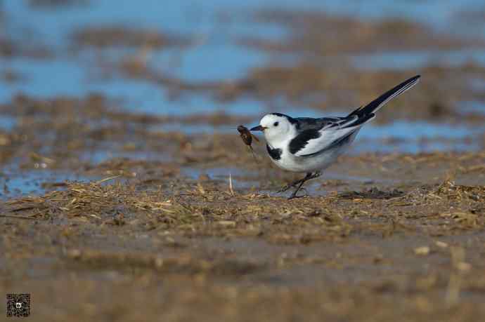 一组野鸭湖的小林鸟