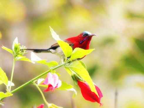 美丽无罪：雀鸟之太阳鸟