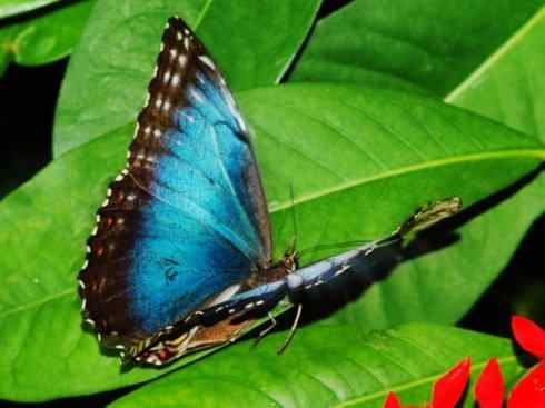 自然奇观：动物大迁徙(帝王蝶）