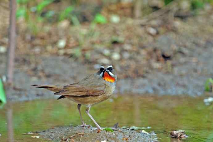 雄性红喉歌鸲（6）