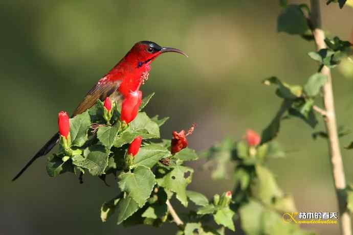 西双版纳拍鸟:黄腰太阳鸟 西双版纳拍鸟:黄腰太阳鸟