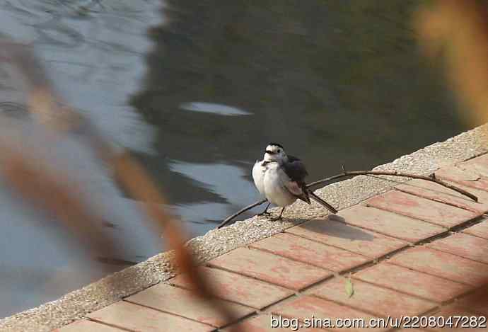 151.圣诞节送上12月份拍新鸟