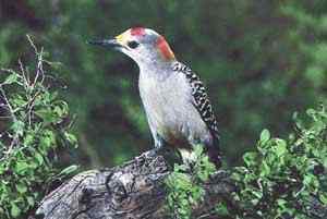 帝啄木鸟：现实中的海上钢琴师