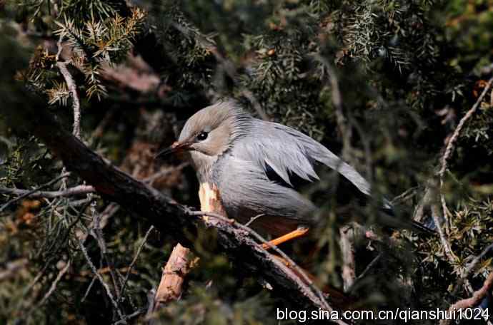 丝光椋鸟树上的尴尬(天坛)