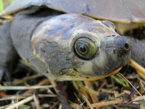 玄武：传说的兽原型探秘（澳洲长颈龟）