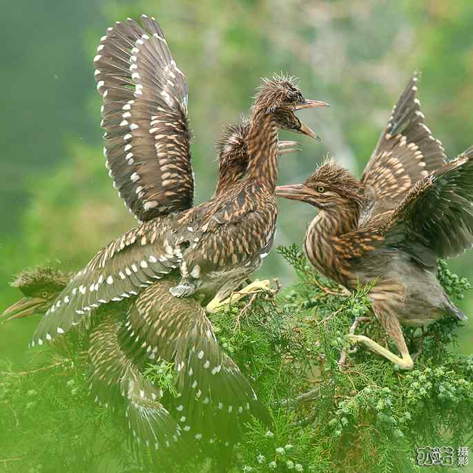 小白鹭与小夜鹭