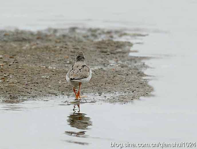 来去匆匆翘嘴鹬 来去匆匆翘嘴鹬