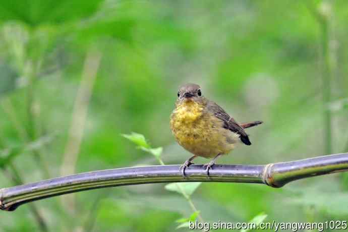 雌性绿背姬鶲（13）