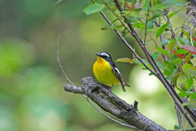 雄性白眉姬鹟（17）