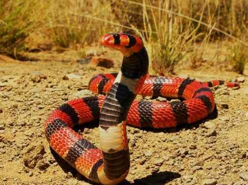 龙:传说的兽原型探秘(眼睛蛇类)