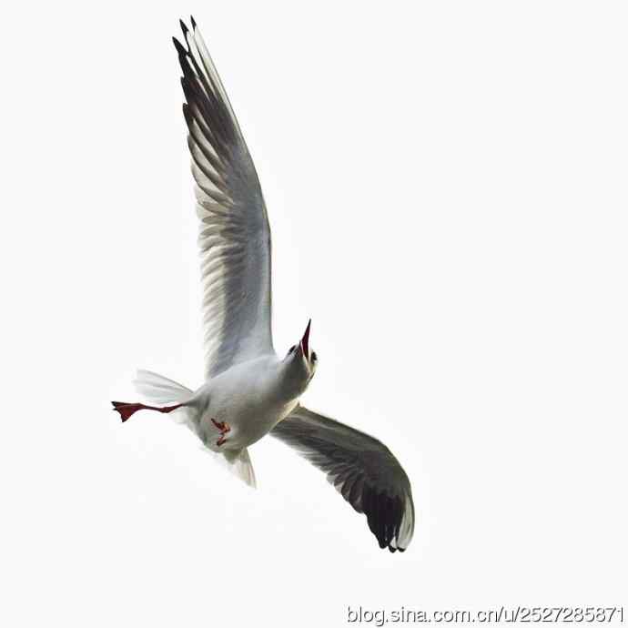 北京野鸟摄影——飞姿图之一