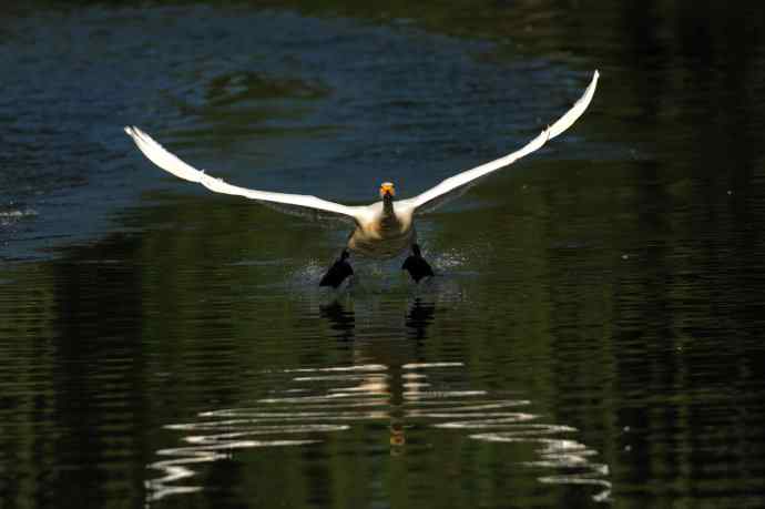 迎面飞来白天鹅