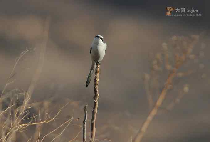 寻大鸨 wbr三百里加急走密城 寻大鸨 wbr三百里加急走密城