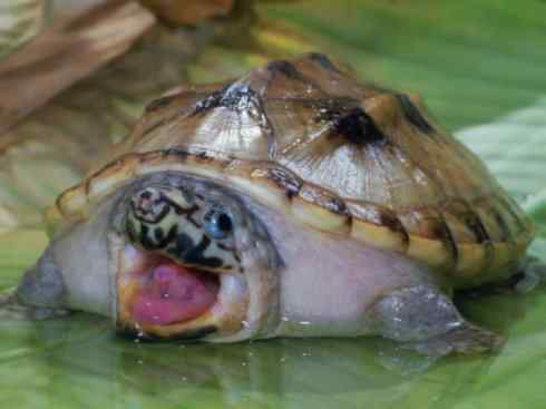 玄武:传说的兽原型探秘(平胸龟) 玄武:传说的兽原型探秘(平胸龟)