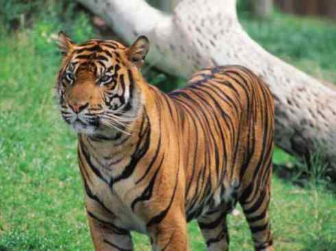 白虎：传说的兽原型探秘（孟加拉虎）