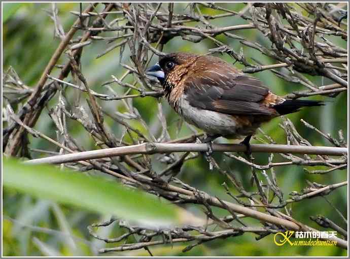 春节拍鸟【照片】