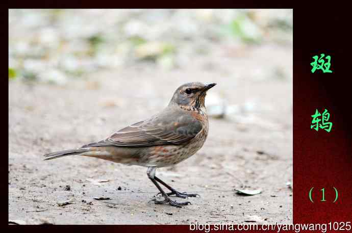 CDATA[去年在野生动物园拍的鹦鹉,隔着玻璃效果不太好,不然还可以...
![北京天坛公园的鸟类——斑鸫(1)