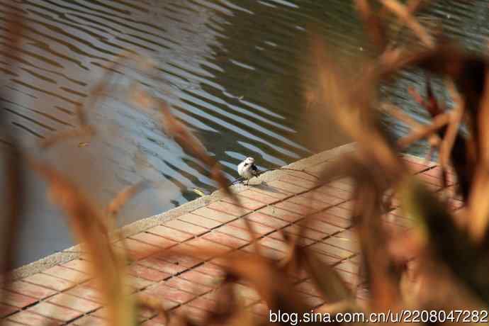 151.圣诞节送上12月份拍新鸟