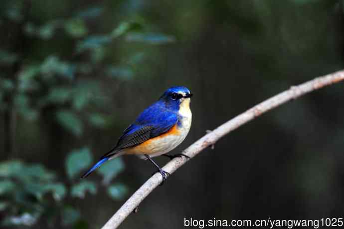 雄性红胁蓝尾鸲（15）