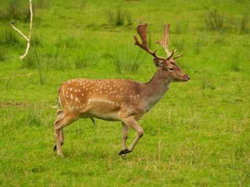 麒麟：传说的兽原型探秘（麋鹿）