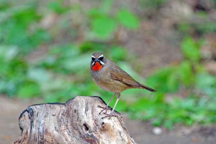 雄性红喉歌鸲(5) 雄性红喉歌鸲(5)