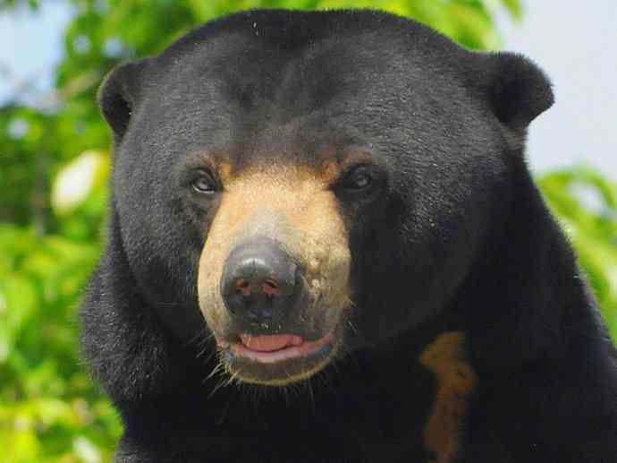 盘点十二大著名食蚁动物：懒熊