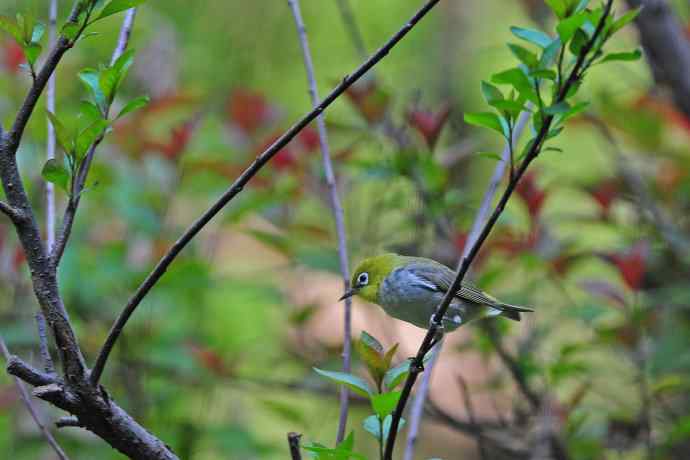 红胁绣眼鸟(8) 红胁绣眼鸟(8)