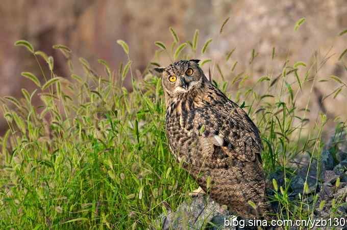终于拍到大雕神猫了鈥斺敱贝骱有菁俚谒摹⑽逄欤ㄗ橥迹18张图片）