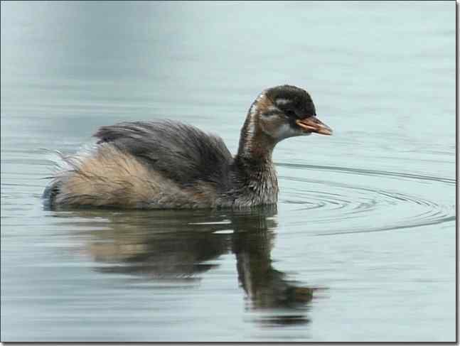 奥体公园观赏小鸊鷉