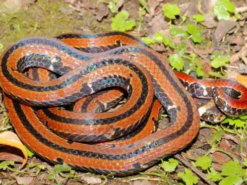 龙：传说的兽原型探秘（环蛇类）