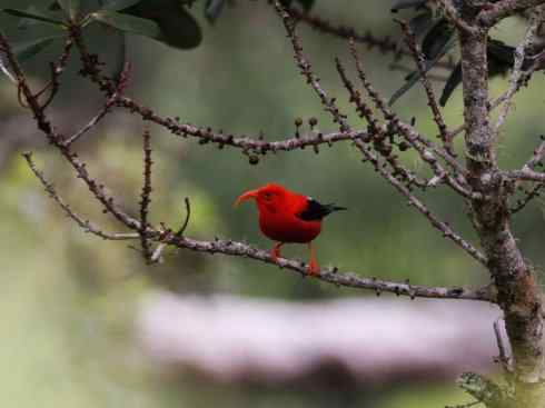 极品红色鸟类：镰嘴管舌鸟