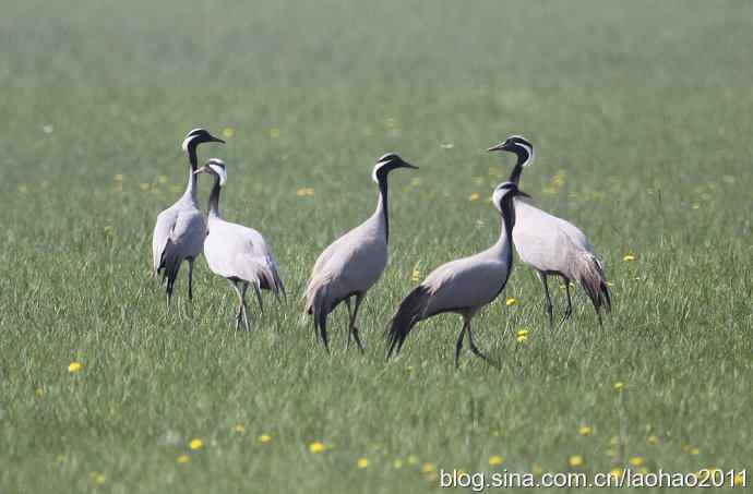 蓑羽鹤，好久不见