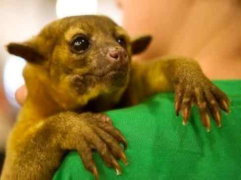 十大喜食蜂蜜动物:蜜熊 十大喜食蜂蜜动物:蜜熊