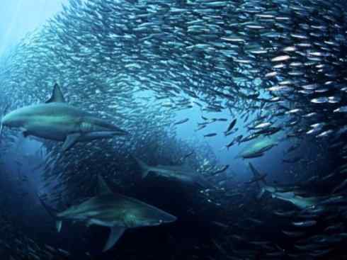 自然奇观:动物大迁徙(沙丁鱼) 自然奇观:动物大迁徙(沙丁鱼)