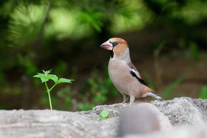 锡嘴雀与大山雀