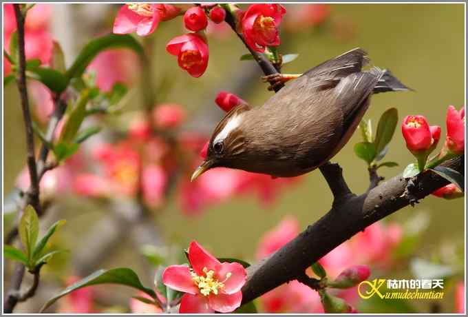海棠花间的白领凤鹛【照片】
