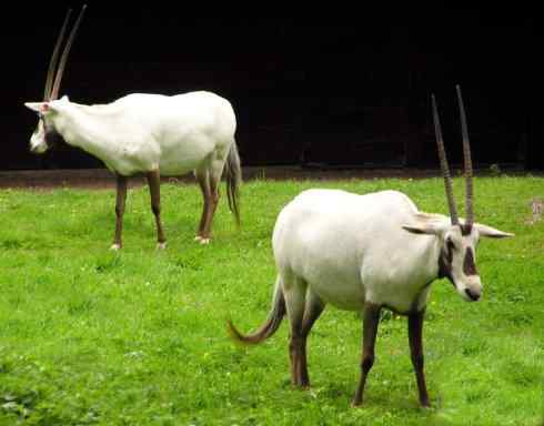麒麟：传说的兽原型探秘（马羚）