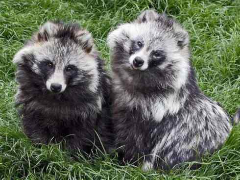 犬科:犬亚科犬属之貉