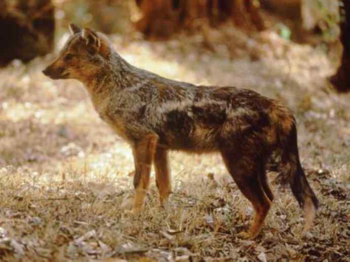 犬科：犬亚科犬属之西门豺、侧纹豺（胡狼类）