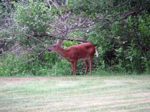 白尾红鹿 白尾红鹿