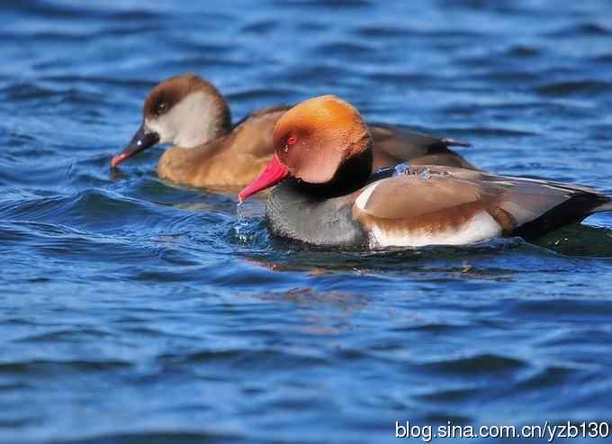 冰之蓝&bull;赤嘴潜鸭&bull;元宵节快乐（组图，15张图片）