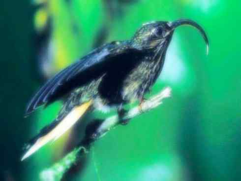 猎奇：奇特的鸟喙之九