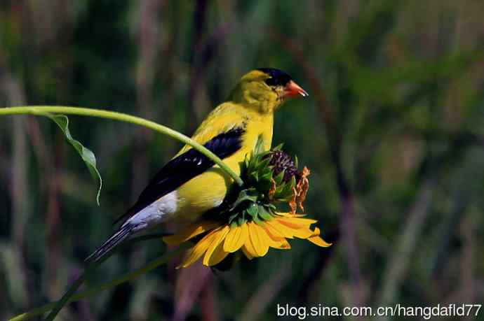 美洲金翅雀:雄鸟(2) 美洲金翅雀:雄鸟(2)