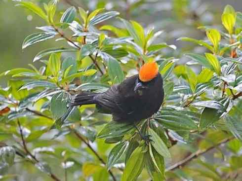 极品红色鸟类：猩红比蓝雀