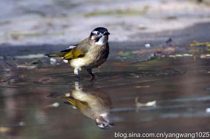 白头鹎bei（白头翁）