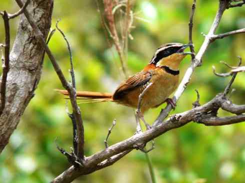 绝色攀禽：佛法僧目之短尾鴗