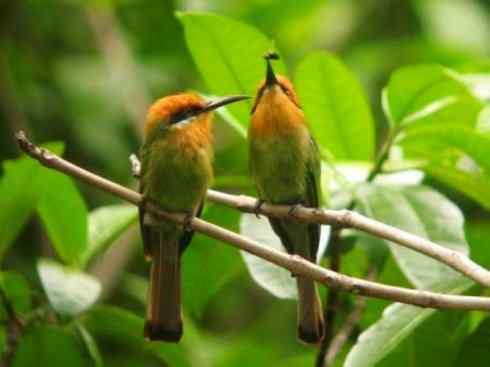 绝色攀禽：佛法僧目之蜂虎2