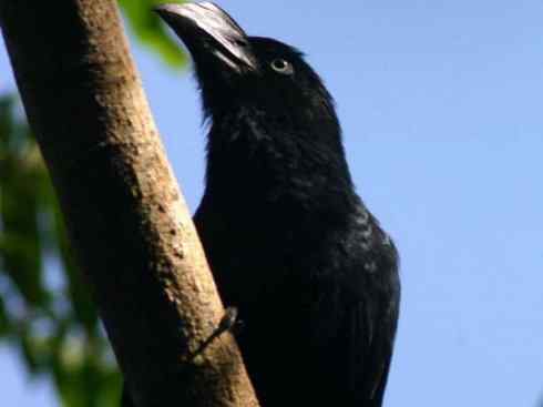 奇特的盔:大犀鹃 奇特的盔:大犀鹃