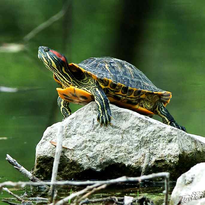 圆明园拍鸟——入侵物种巴西红耳龟