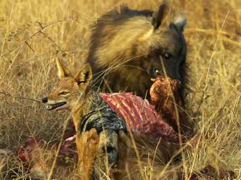 狈：传说的兽原型探秘（鬣狗）